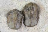 Two Proetid (Timsaloproetus?) Trilobites - Jorf, Morocco #75571-6